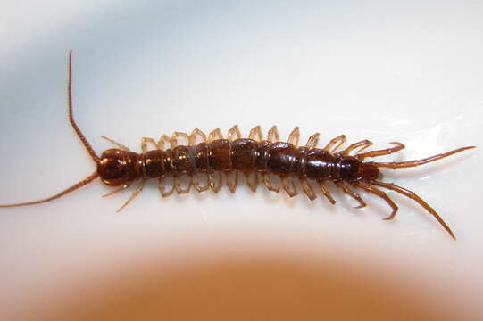 Image of Common centipede