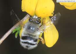 Image of Anthophora melanognatha Cockerell 1911