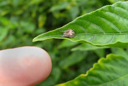 Image of Neoscona quincasea Roberts 1983