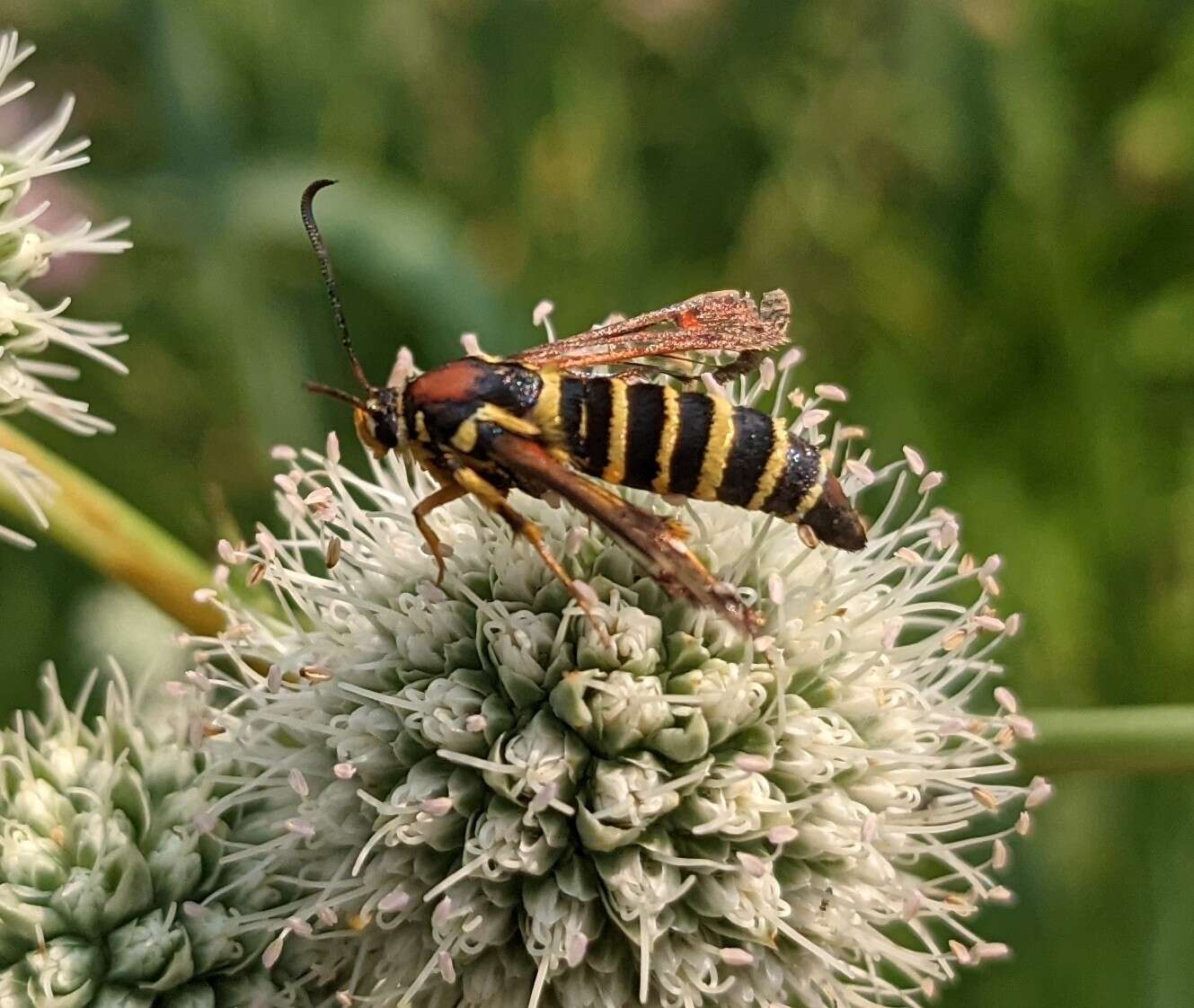 Image of Riley's Clearwing