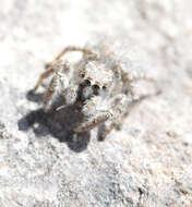 Image of Habronattus amicus (Peckham & Peckham 1909)