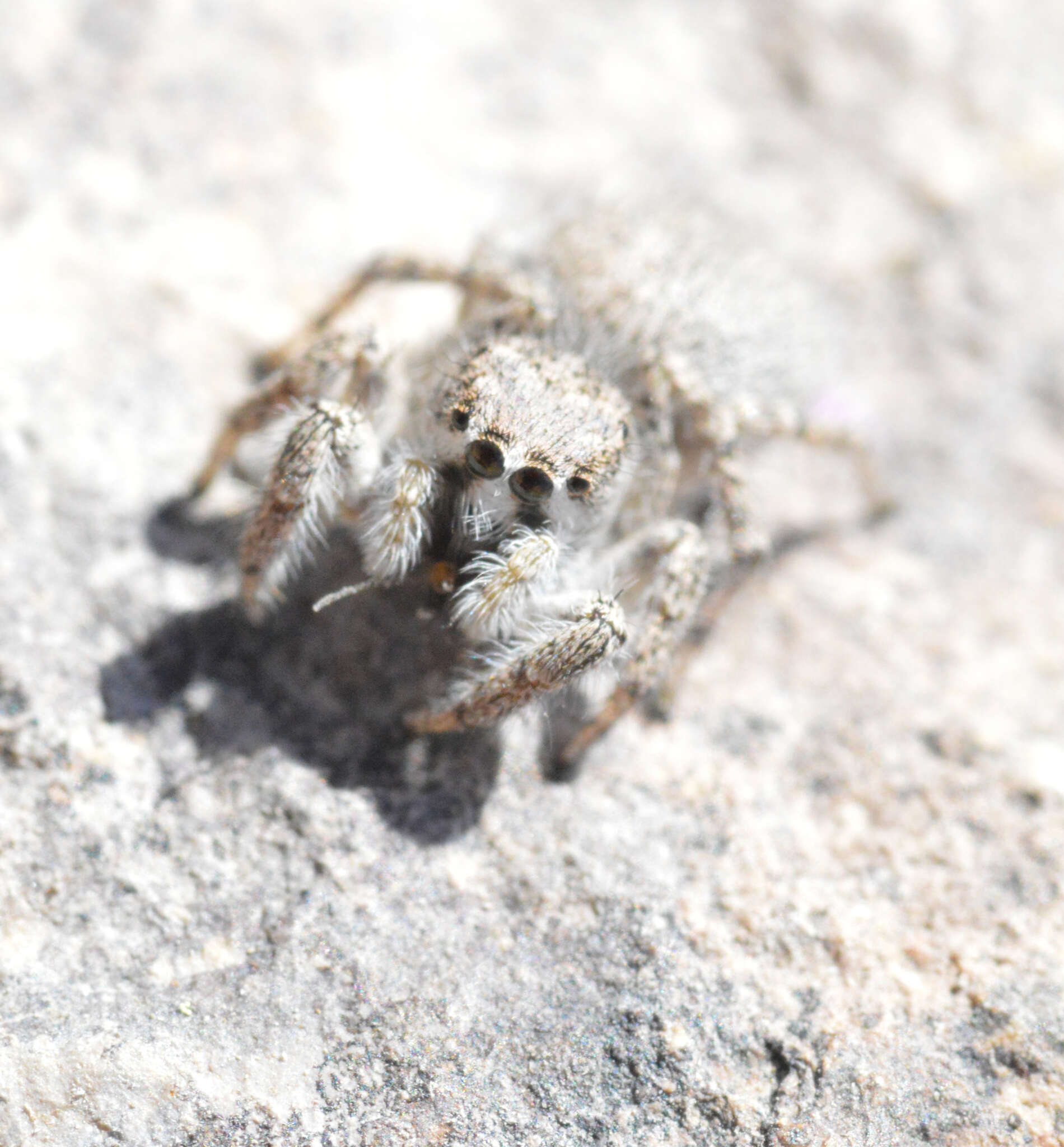 Image of Habronattus amicus (Peckham & Peckham 1909)