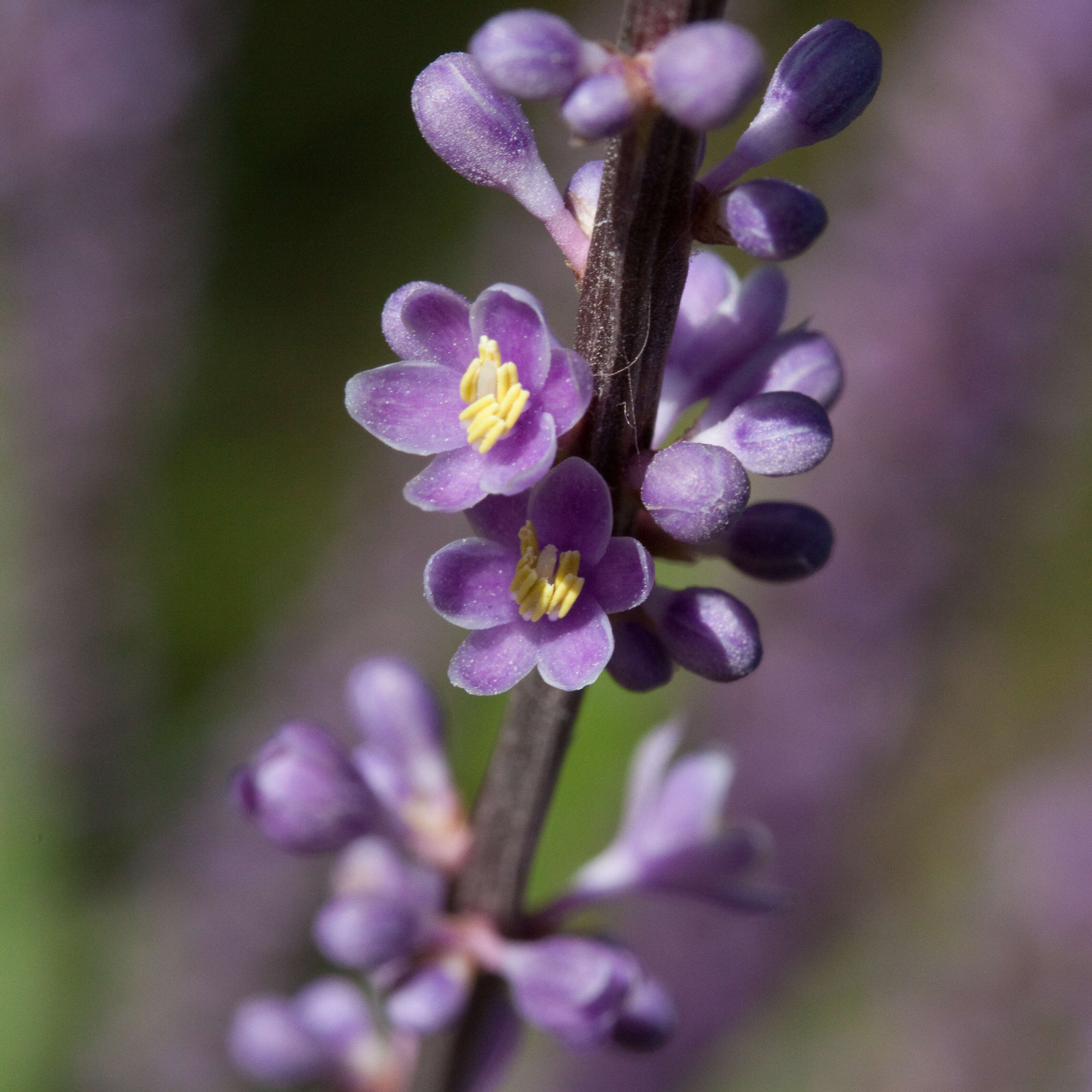 Image of Big blue lilyturf'