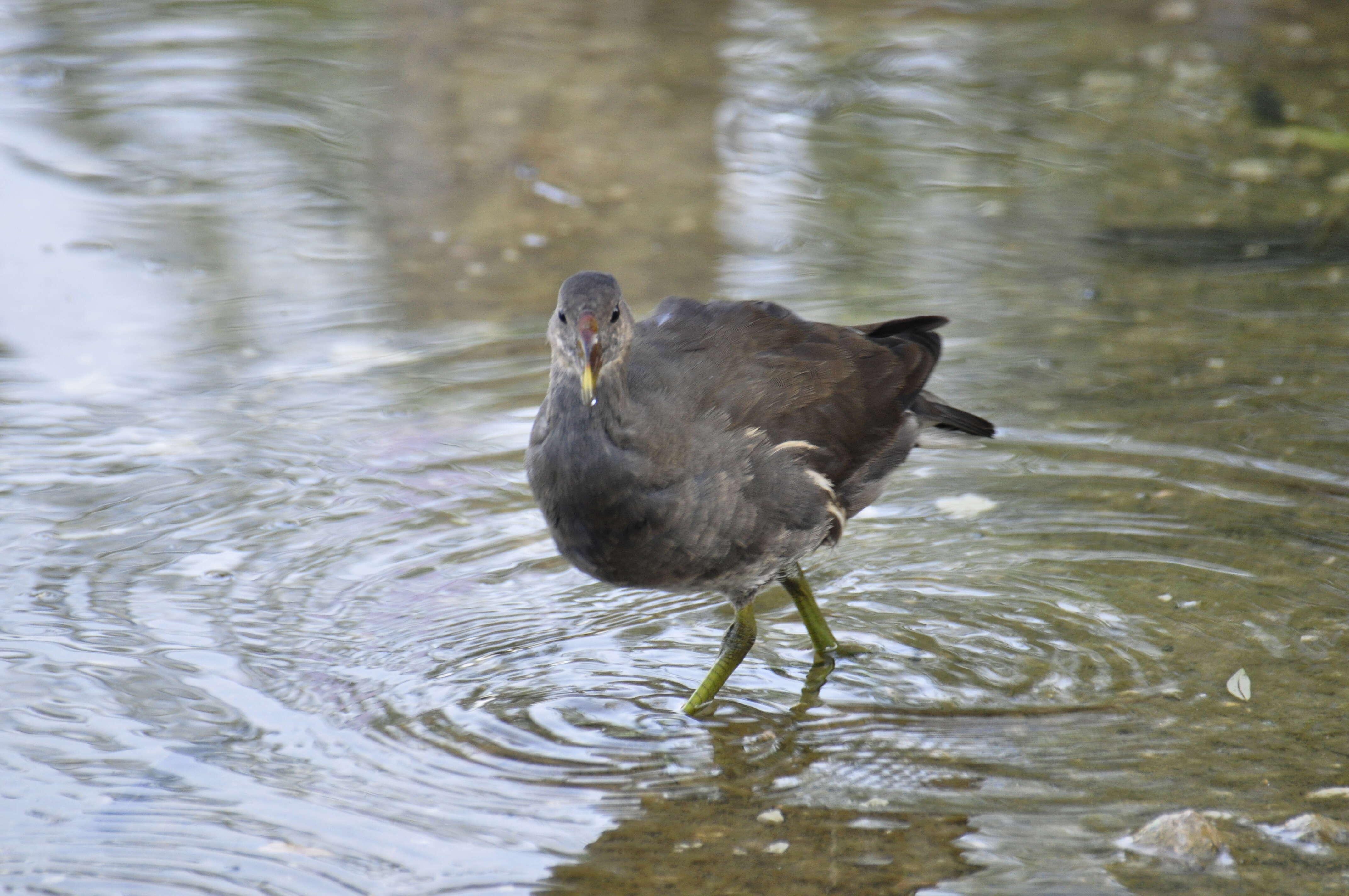 Image of Common Moorhen