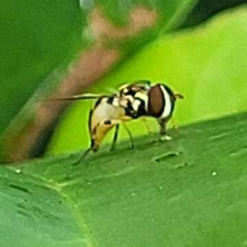 Image of Syrphid fly