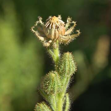 Image of grassy tarweed