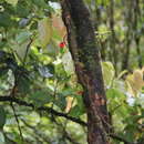 Imagem de Medinilla waterhousei Seem.