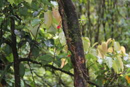 Image of Medinilla waterhousei Seem.