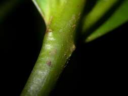 Image of Miconia commutata Almeda