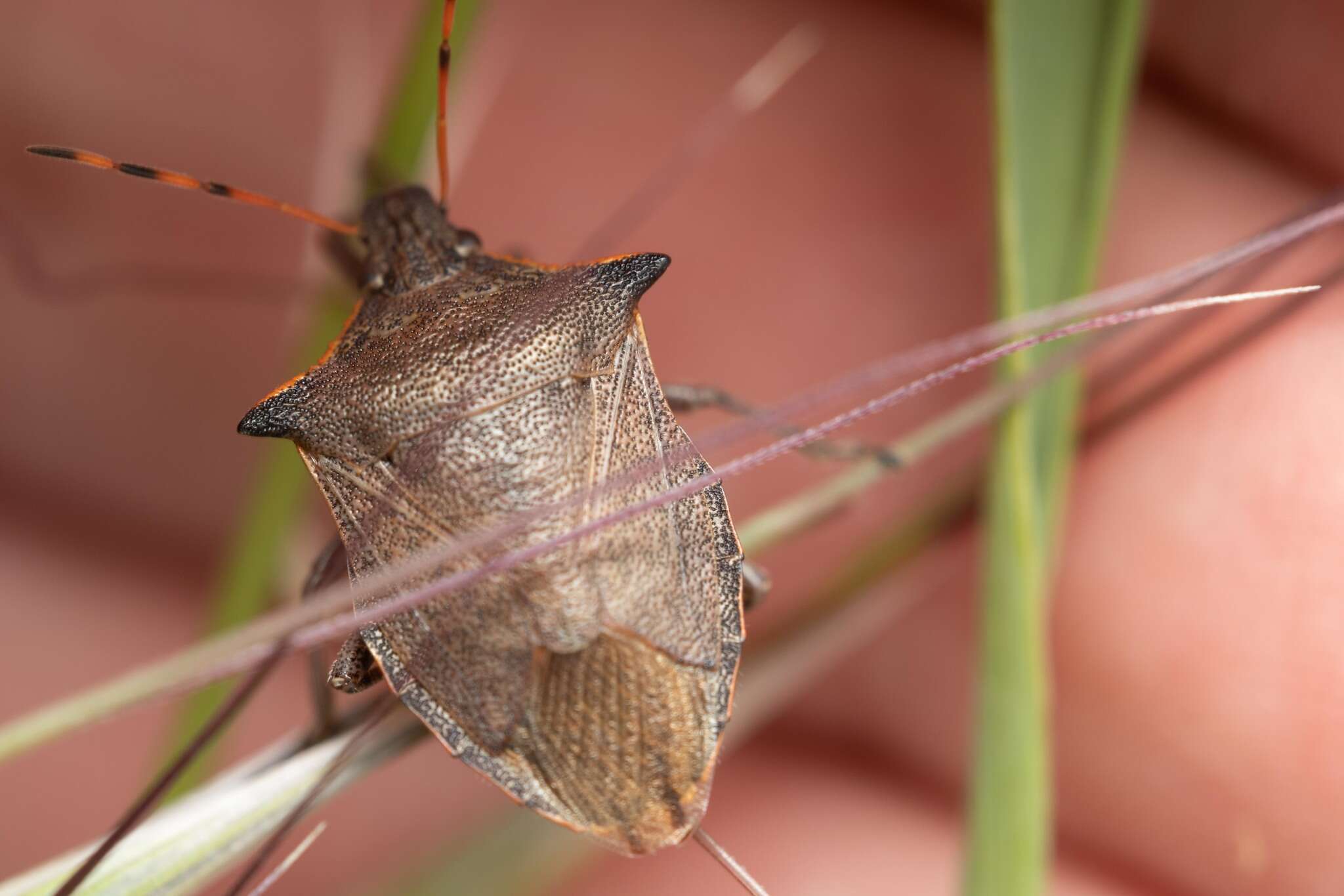 Picromerus nigridens (Fabricius 1803) resmi