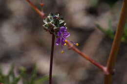 Sivun Dalea tenuis (J. M. Coult.) Shinners kuva