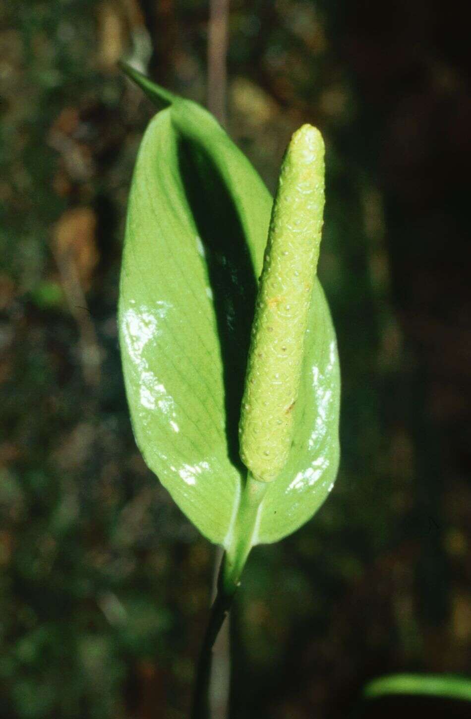 Image of Spathiphyllum silvicola R. A. Baker