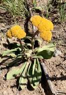 Imagem de Helichrysum krookii Moeser