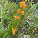 Image of Sandersonia aurantiaca Hook.