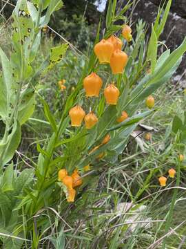 Image of Sandersonia aurantiaca Hook.