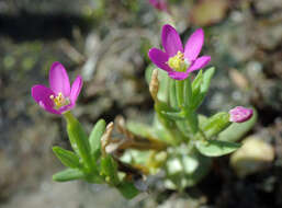 Image of branched centaury