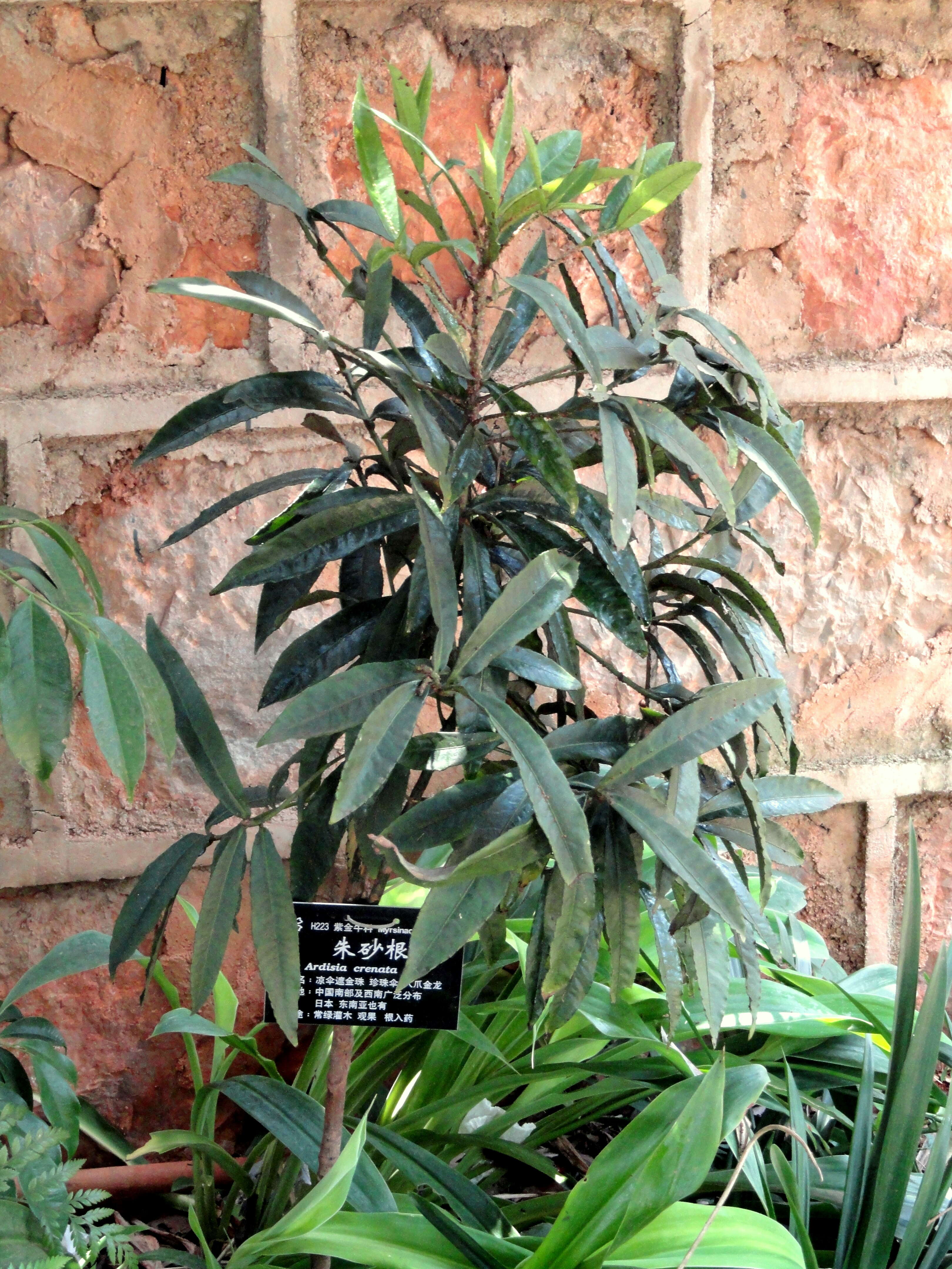 صورة Ardisia crenata Sims