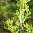 Image of Hibbertia monogyna R. Br. ex DC.