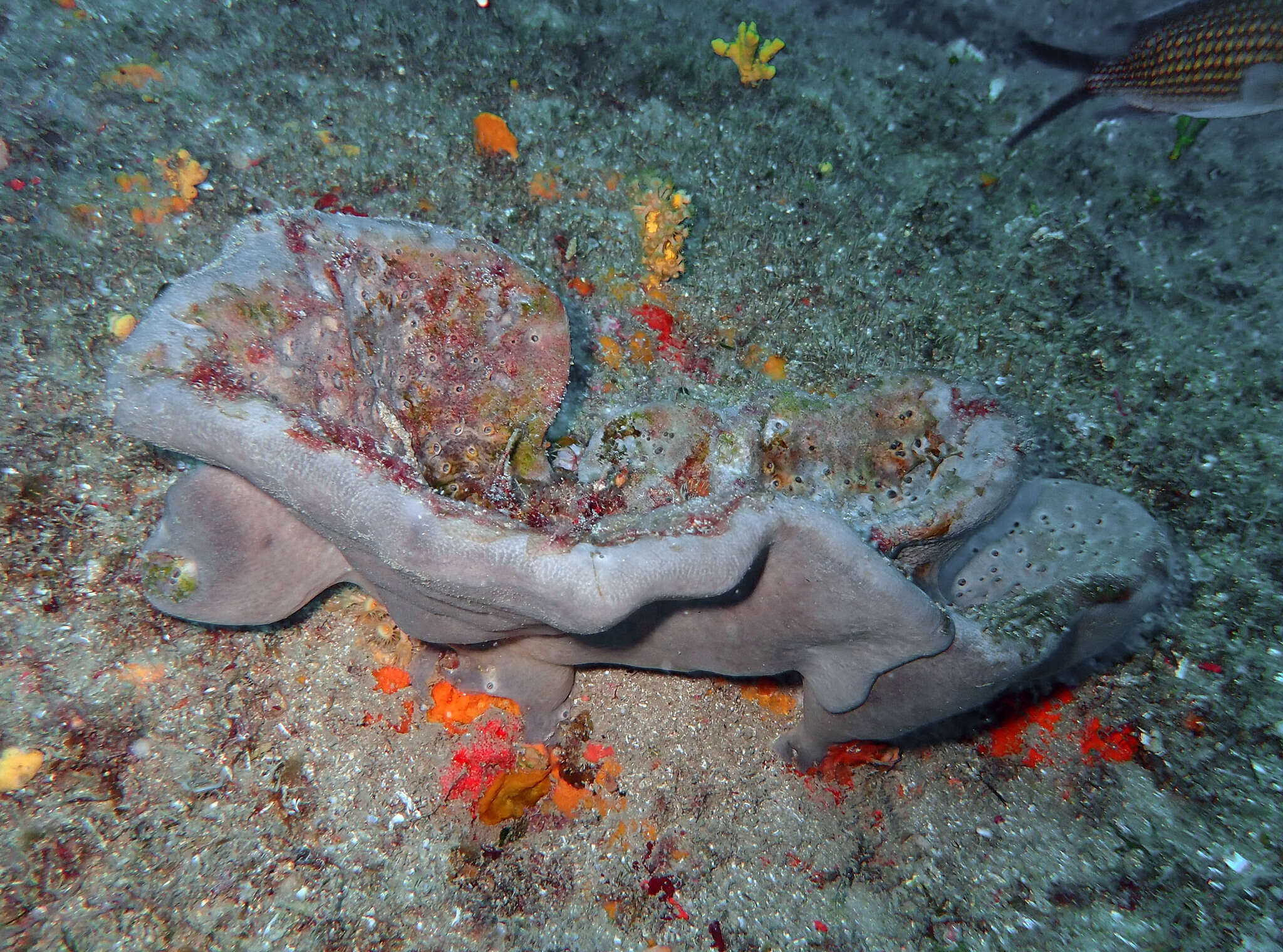 Image of elephant ear