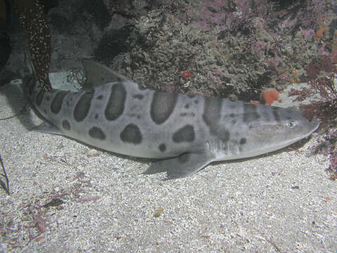 Image of Leopard Shark