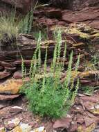 Image de Nepeta annua Pall.