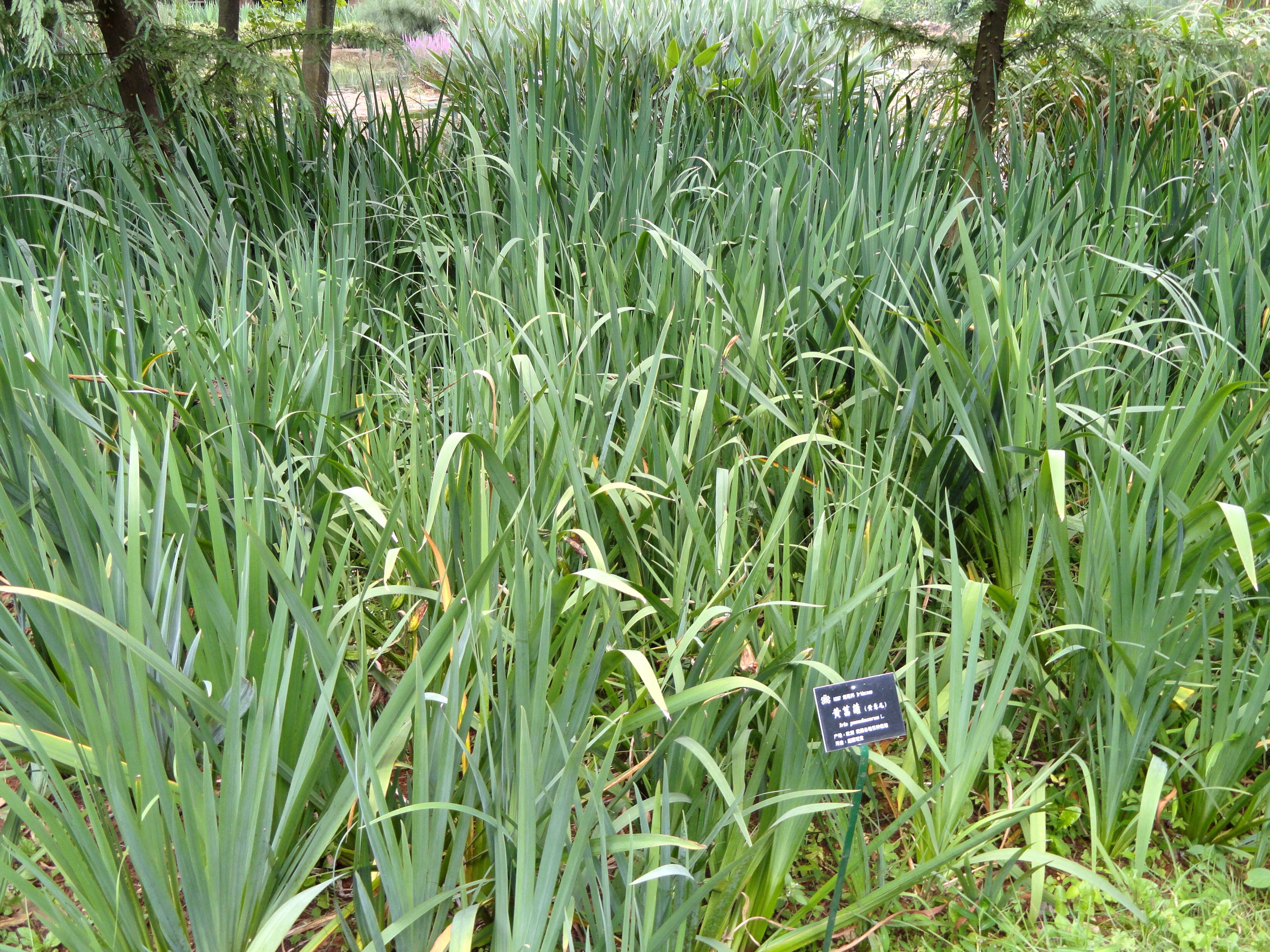 Image of yellow flag, yellow iris