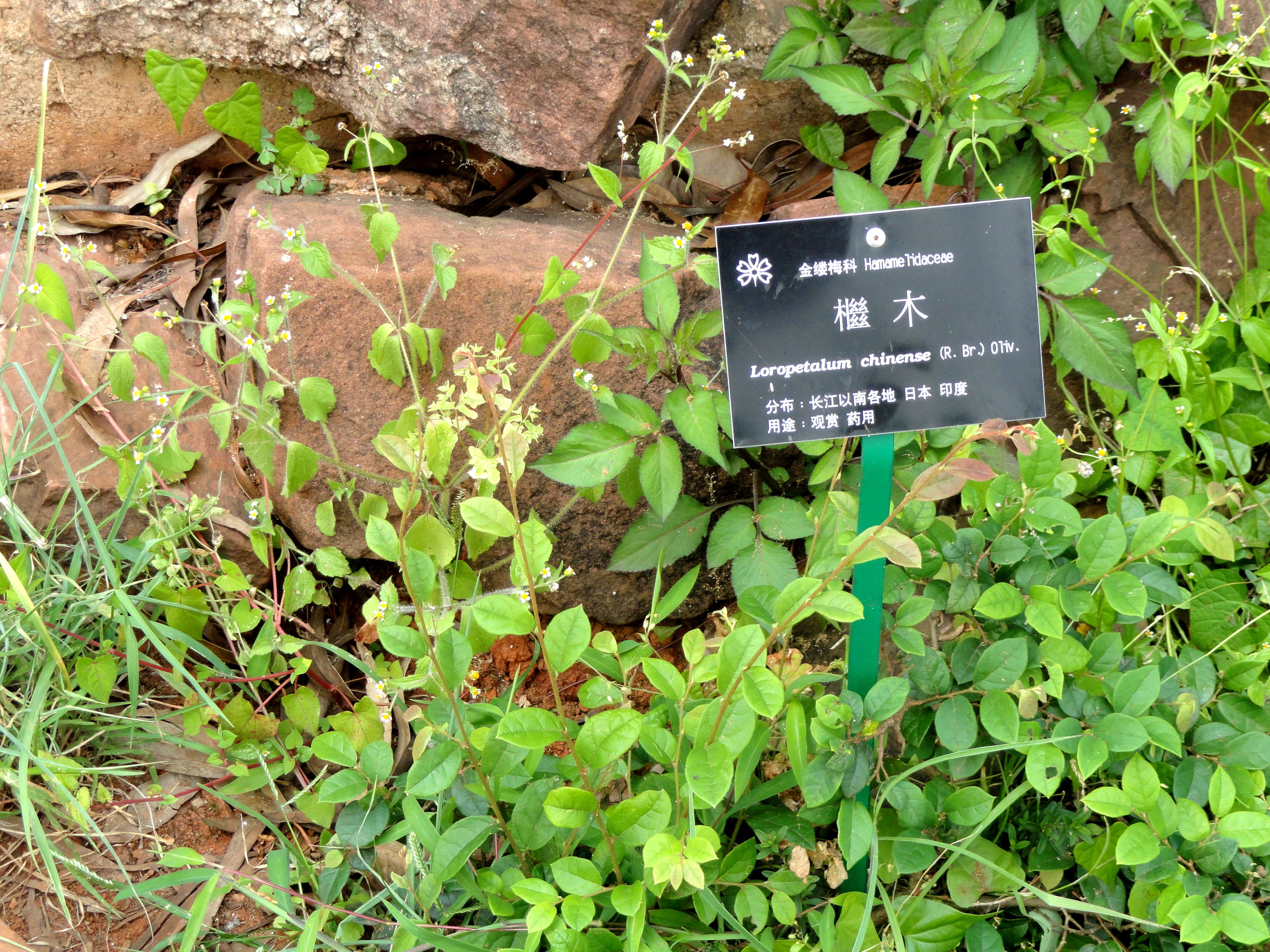 Image of Chinese fringe flower