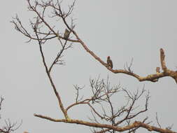 Image of Grey-and-buff Woodpecker