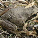 Image of Alpine Tree Frog