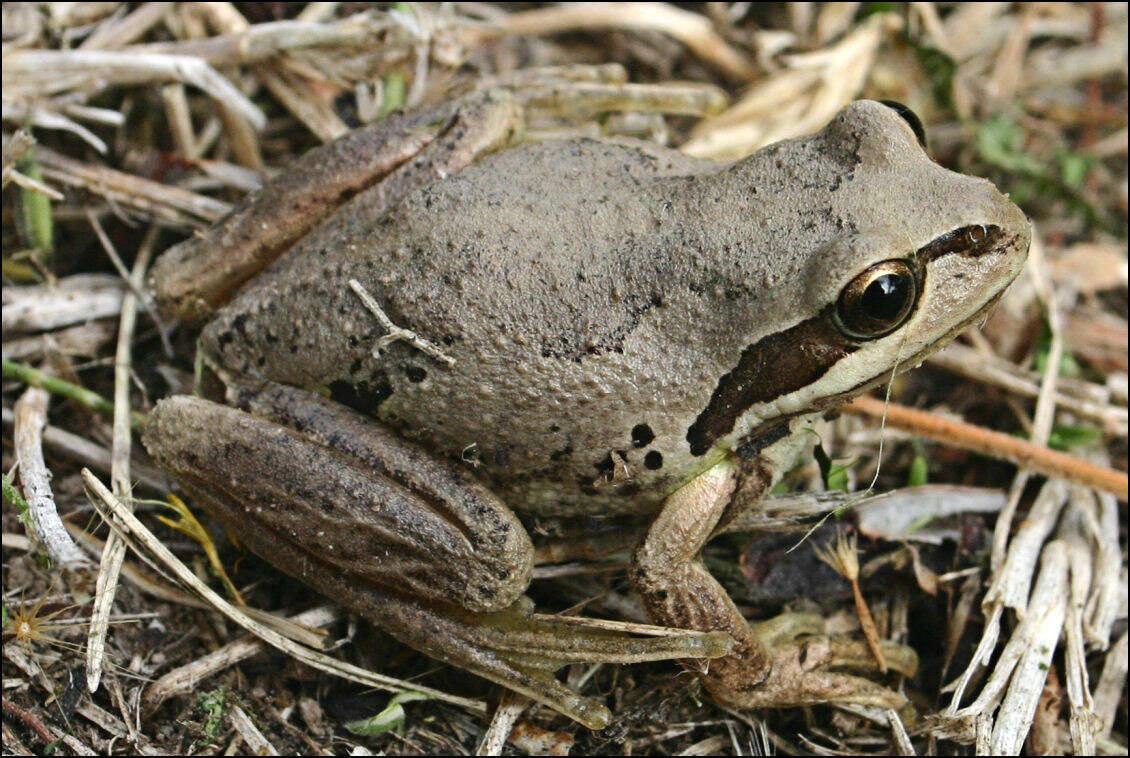 Image of Alpine Tree Frog