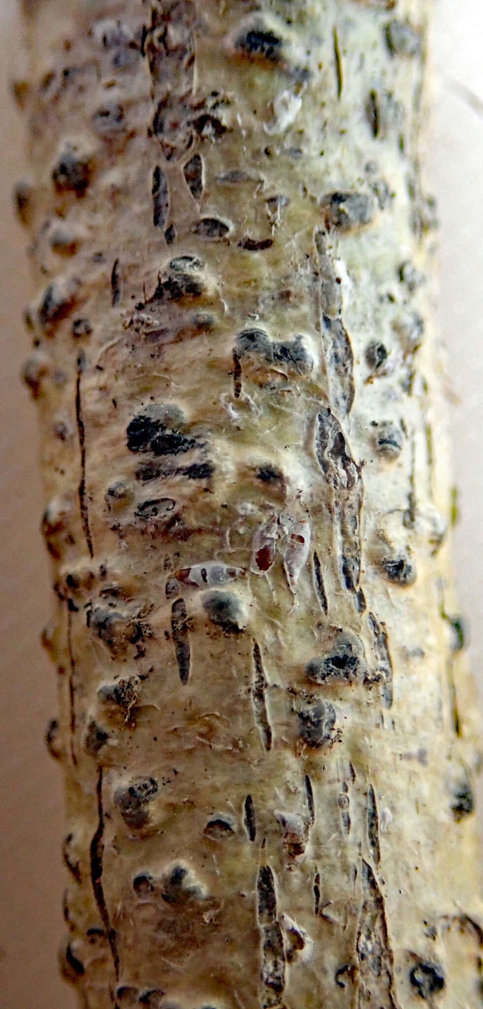 Image of wart lichen