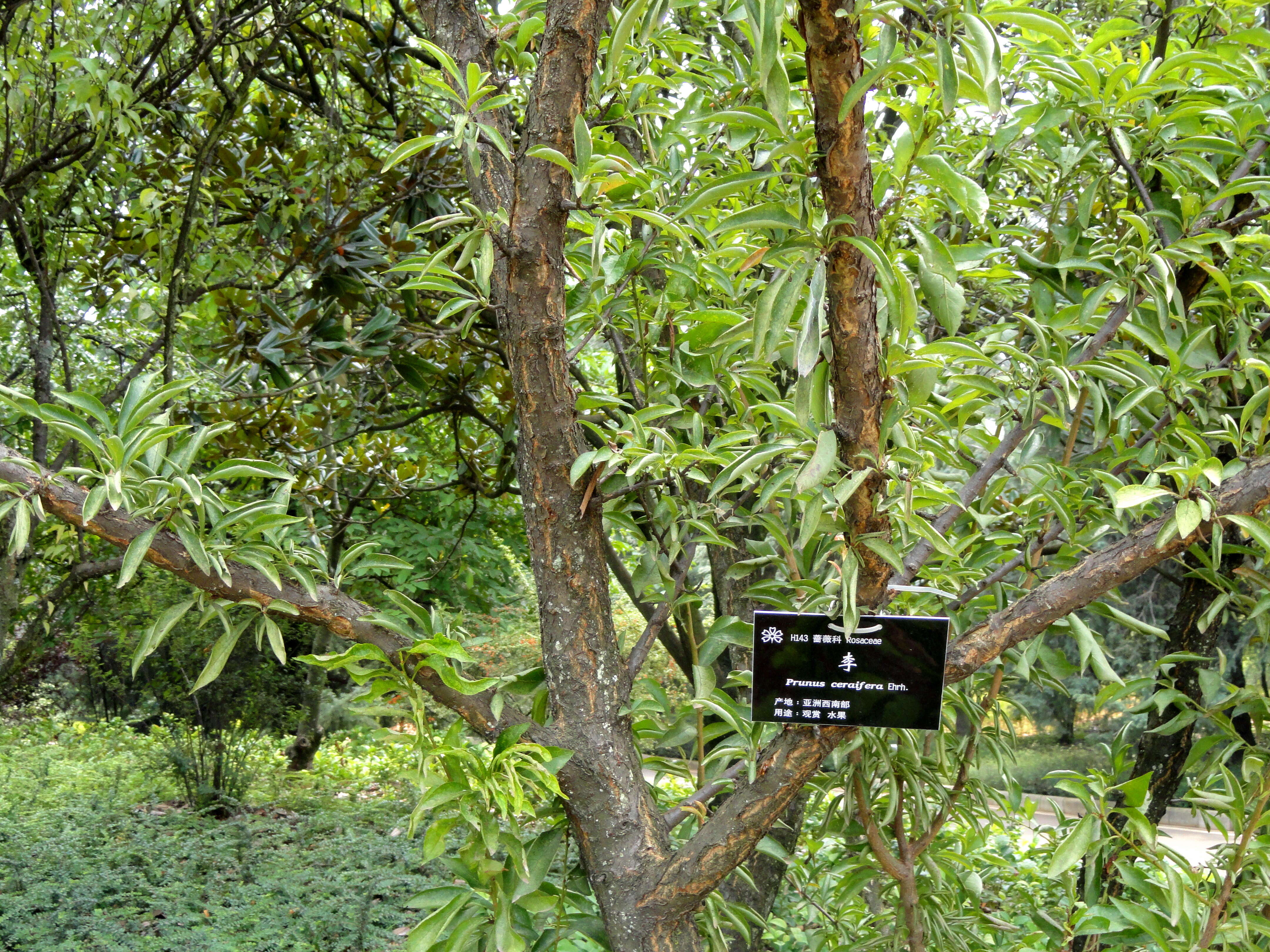 Image of Cherry Plum