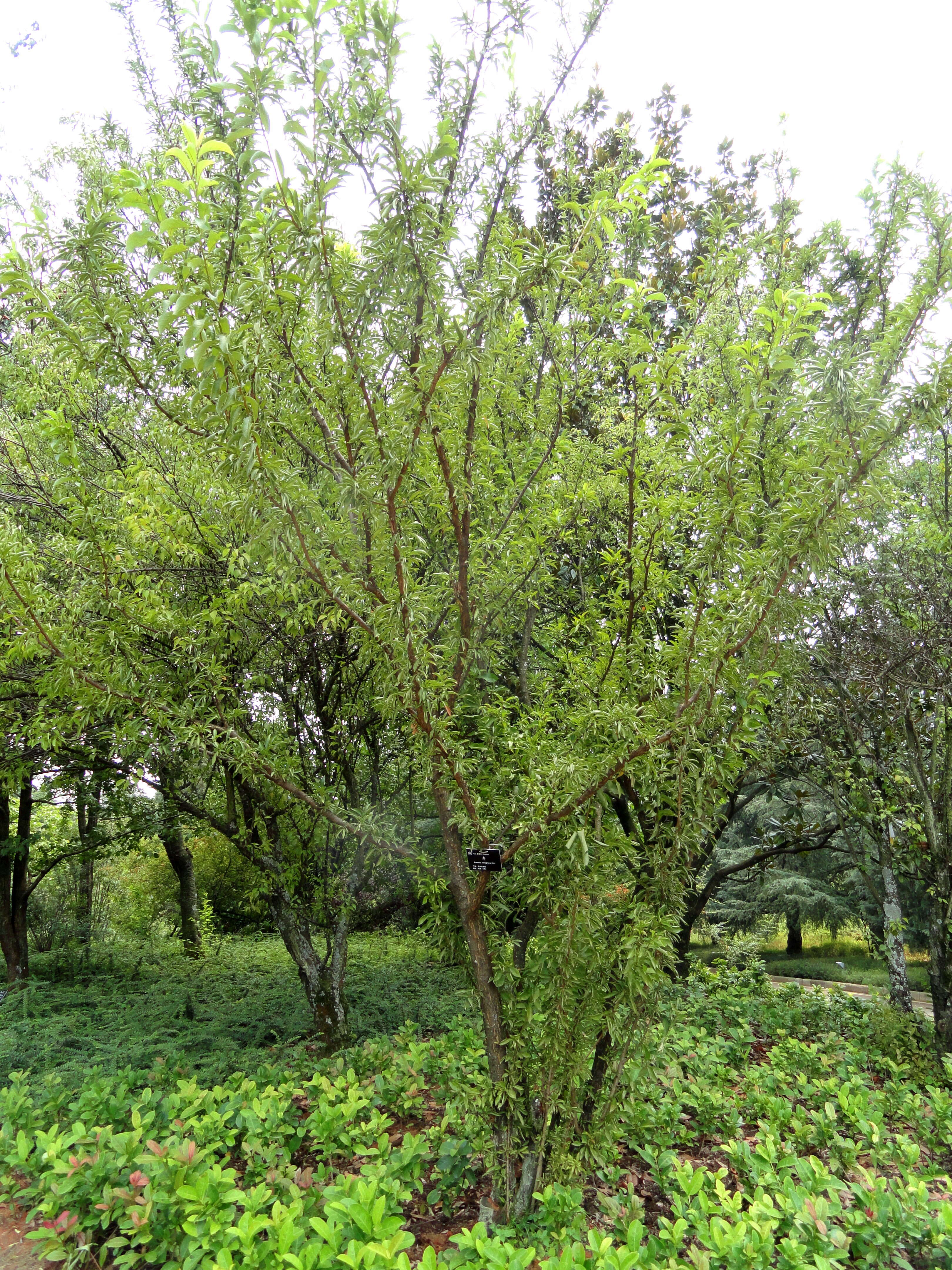 Image of Cherry Plum