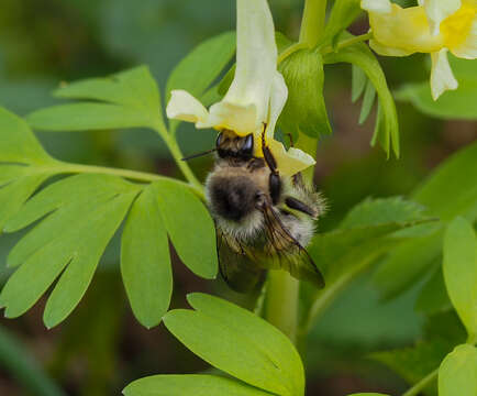 Image of Bombus veteranus (Fabricius 1793)