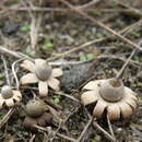 Plancia ëd <i>Geastrum hungaricus</i>