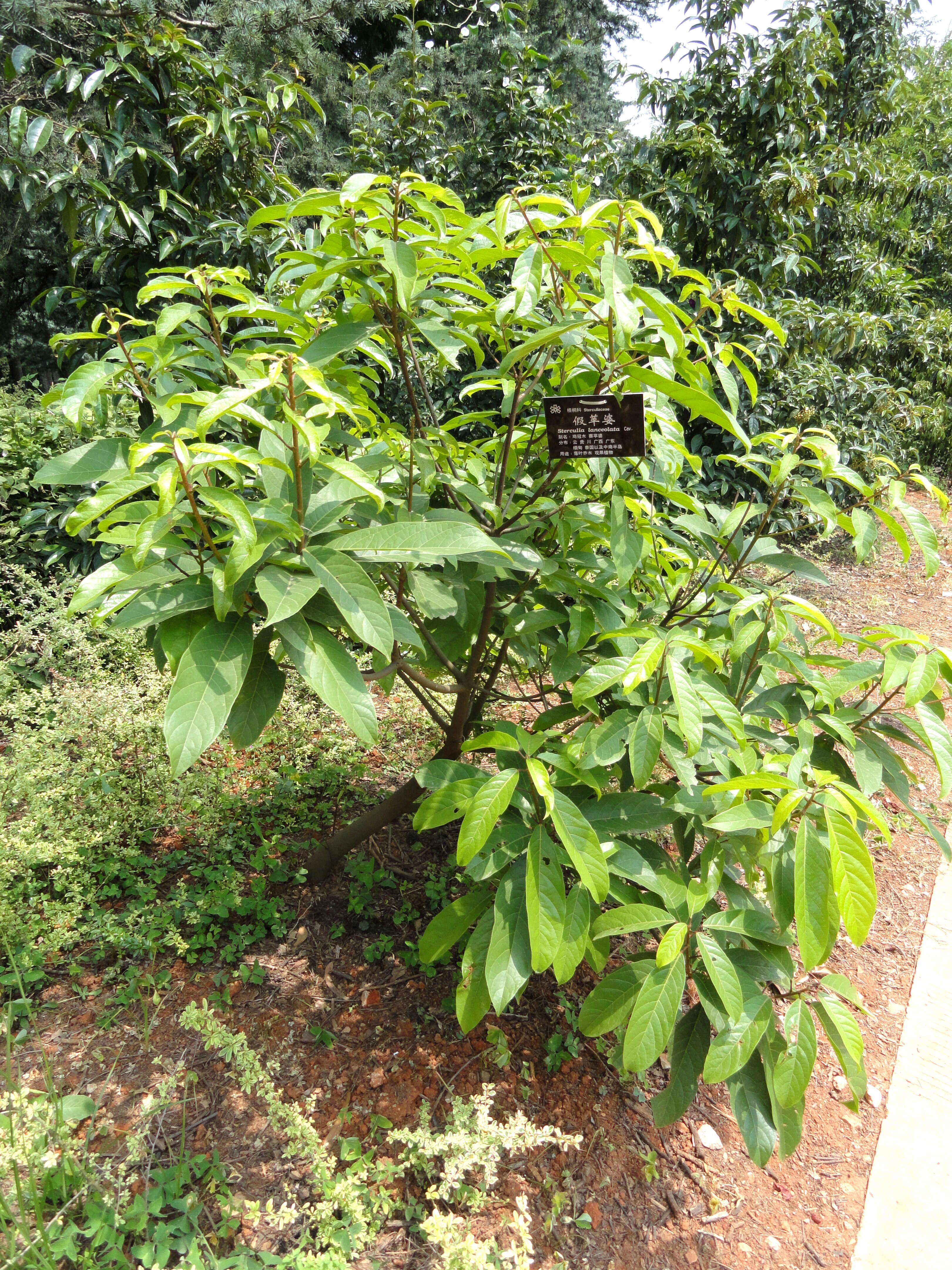 Image of Sterculia lanceolata Cav.