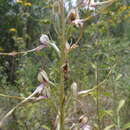 Image of Himantoglossum caprinum subsp. caprinum