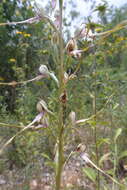 Himantoglossum caprinum subsp. caprinum resmi