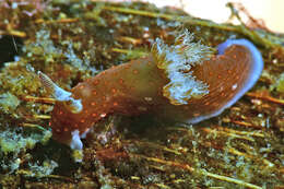 Image of Nembrotha mullineri Gosliner & Behrens 1997