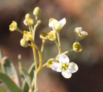 Image of Montinia caryophyllacea Thunb.