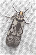 Image of Philobota partitella Walker 1864