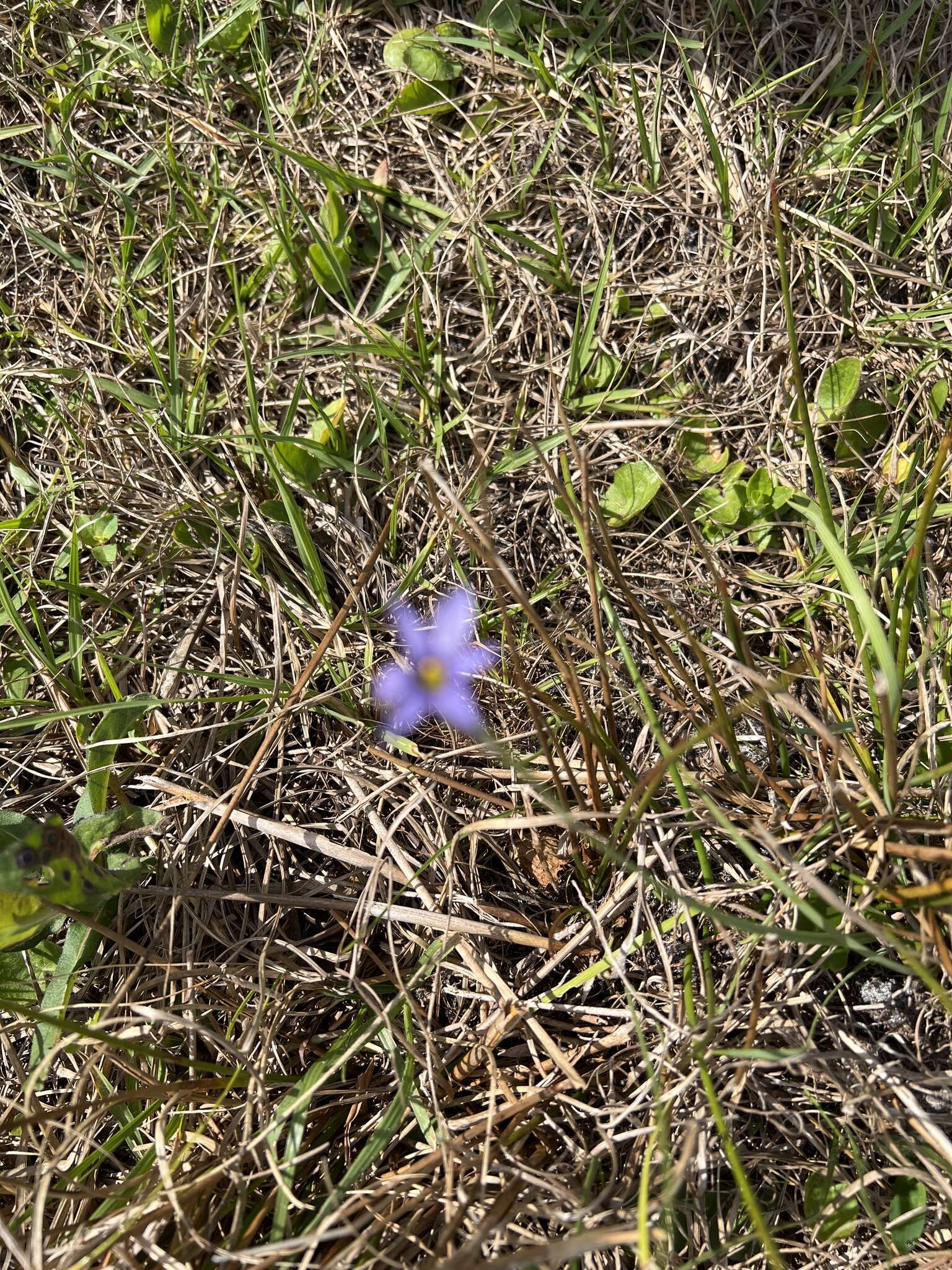 Image of Miami blue-eyed grass