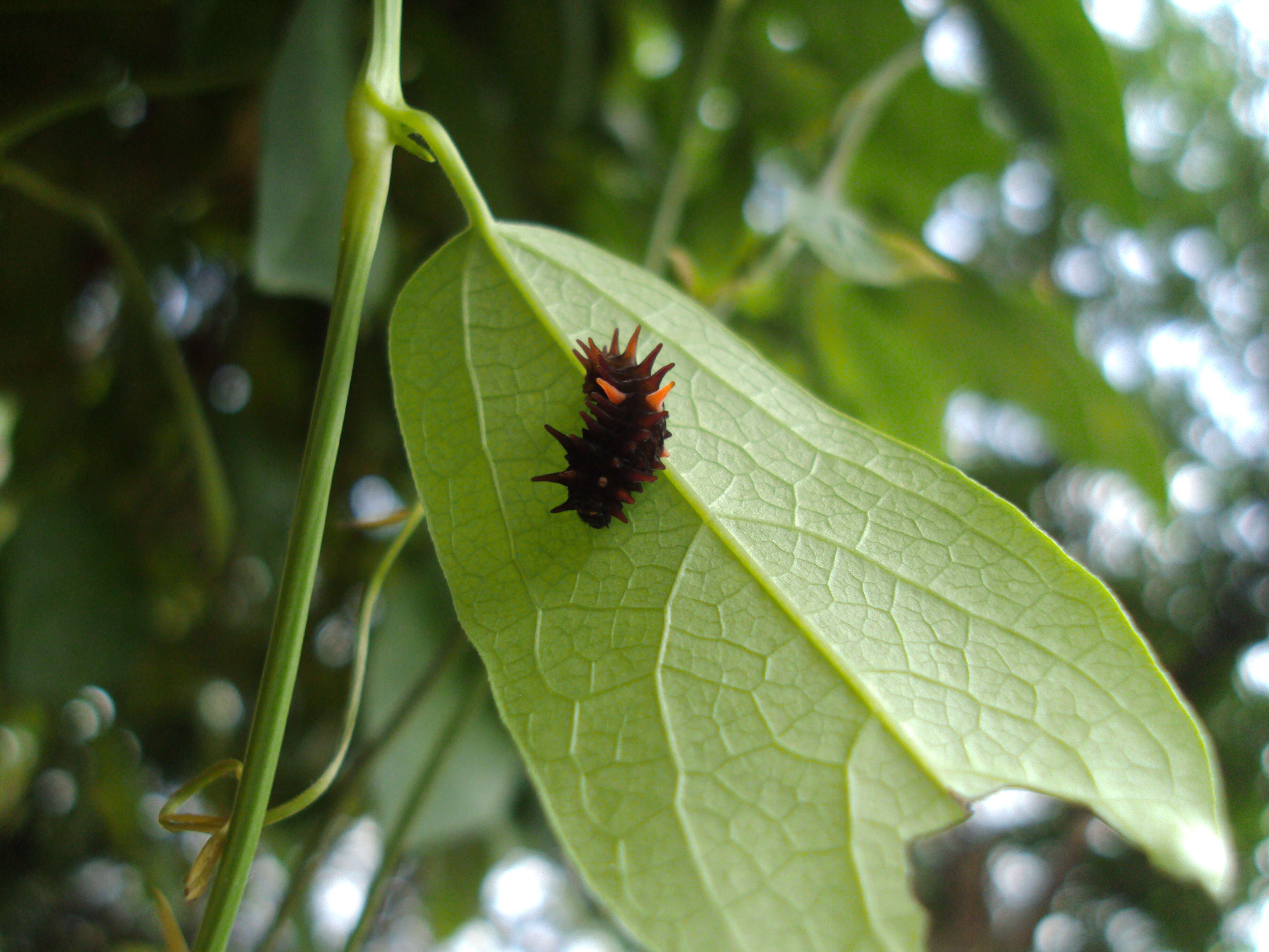 Image de Aristolochia indica L.