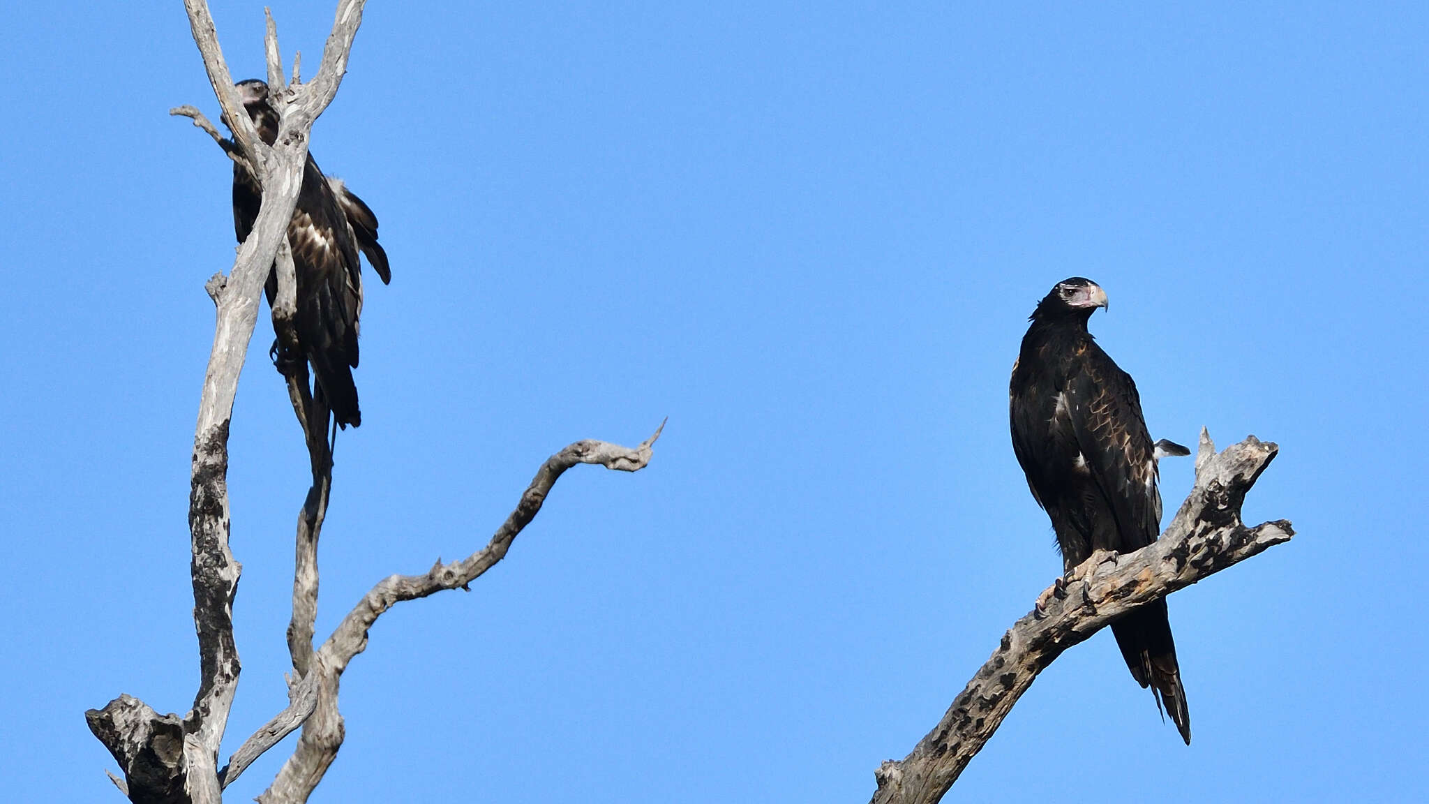 Image of Wedge-tailed Eagle