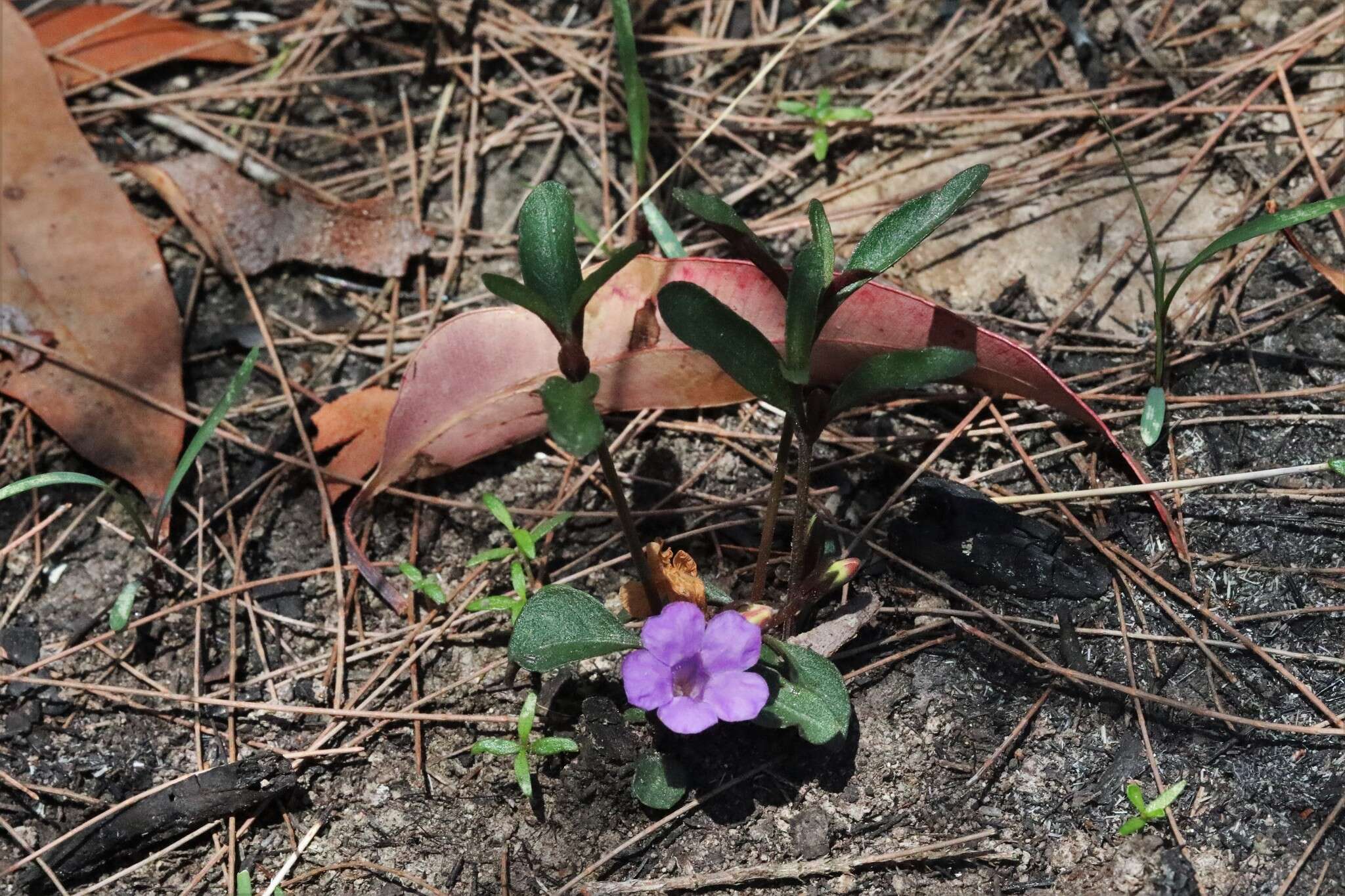 Sivun Brunoniella pumilio (R. Br.) Bremek. kuva