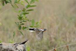 Imagem de Emberiza flaviventris Stephens 1815