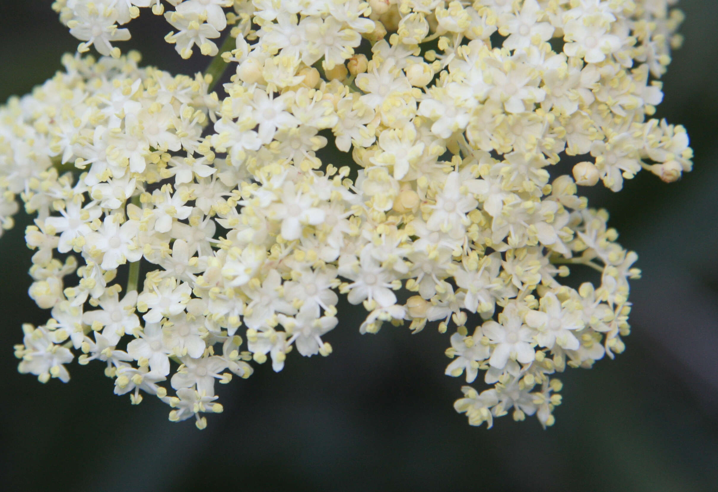 Image of Sambucus cerulea