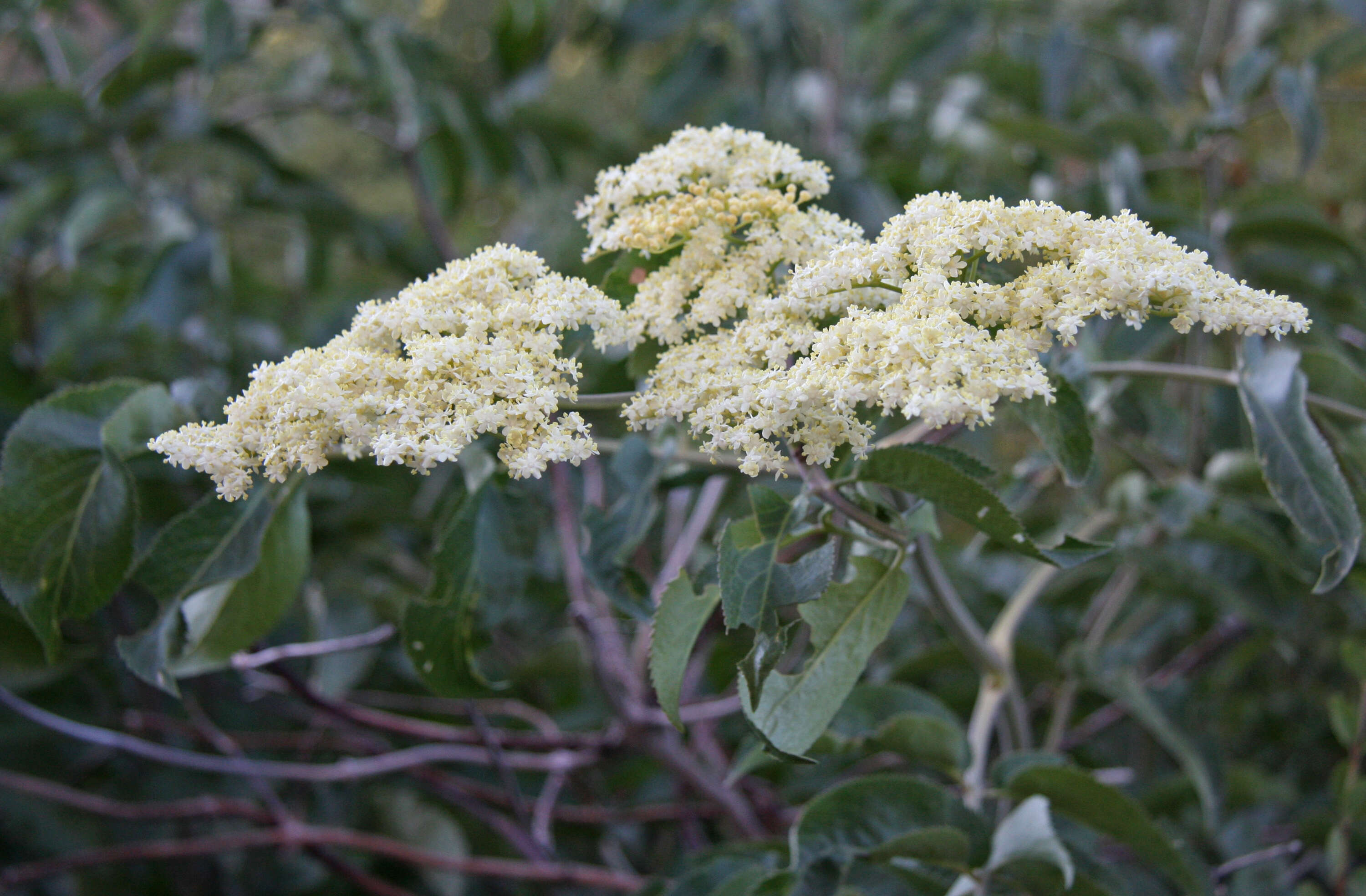 Image of Sambucus cerulea