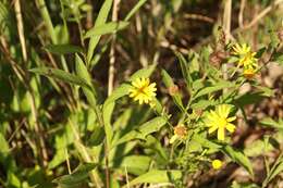 Image of eastern groundsel