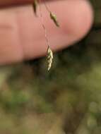 Eragrostis trichodes (Nutt.) Alph. Wood resmi